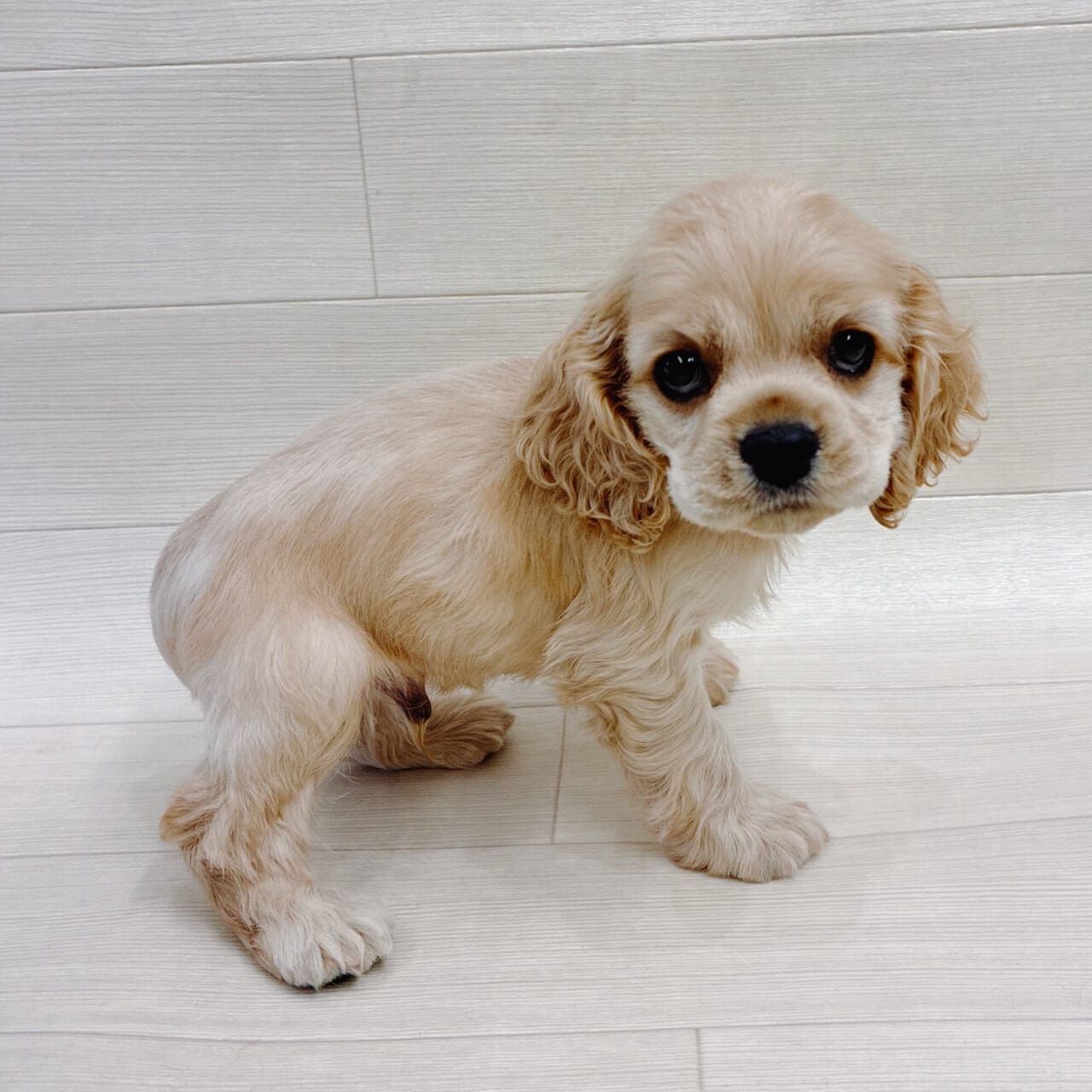 千葉県のアメリカンコッカースパニエル (ハッピーベル テラスモール松戸店/2025年9月22日生まれ/男の子/バフ)の子犬