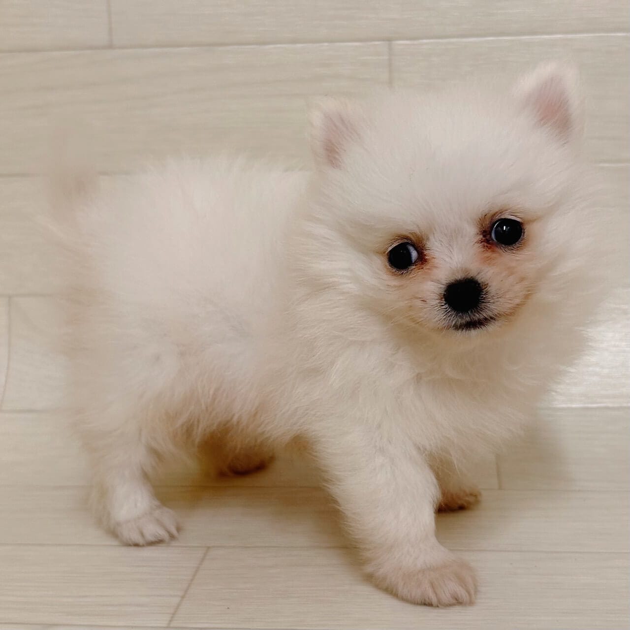 東京都のポメチワ/チワポメ/ポメチー(ポメラニアン×チワワ) (ペットプラザ 江東深川店/2025年9月23日生まれ/男の子/ホワイト)の子犬