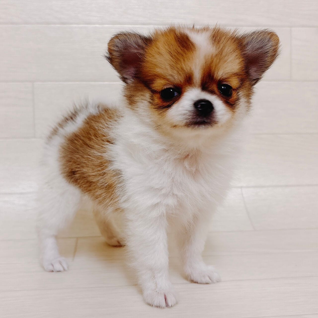 東京都のポメチワ/チワポメ/ポメチー(ポメラニアン×チワワ) (ペットプラザ 江東深川店/2025年9月29日生まれ/女の子/レッドホワイト)の子犬