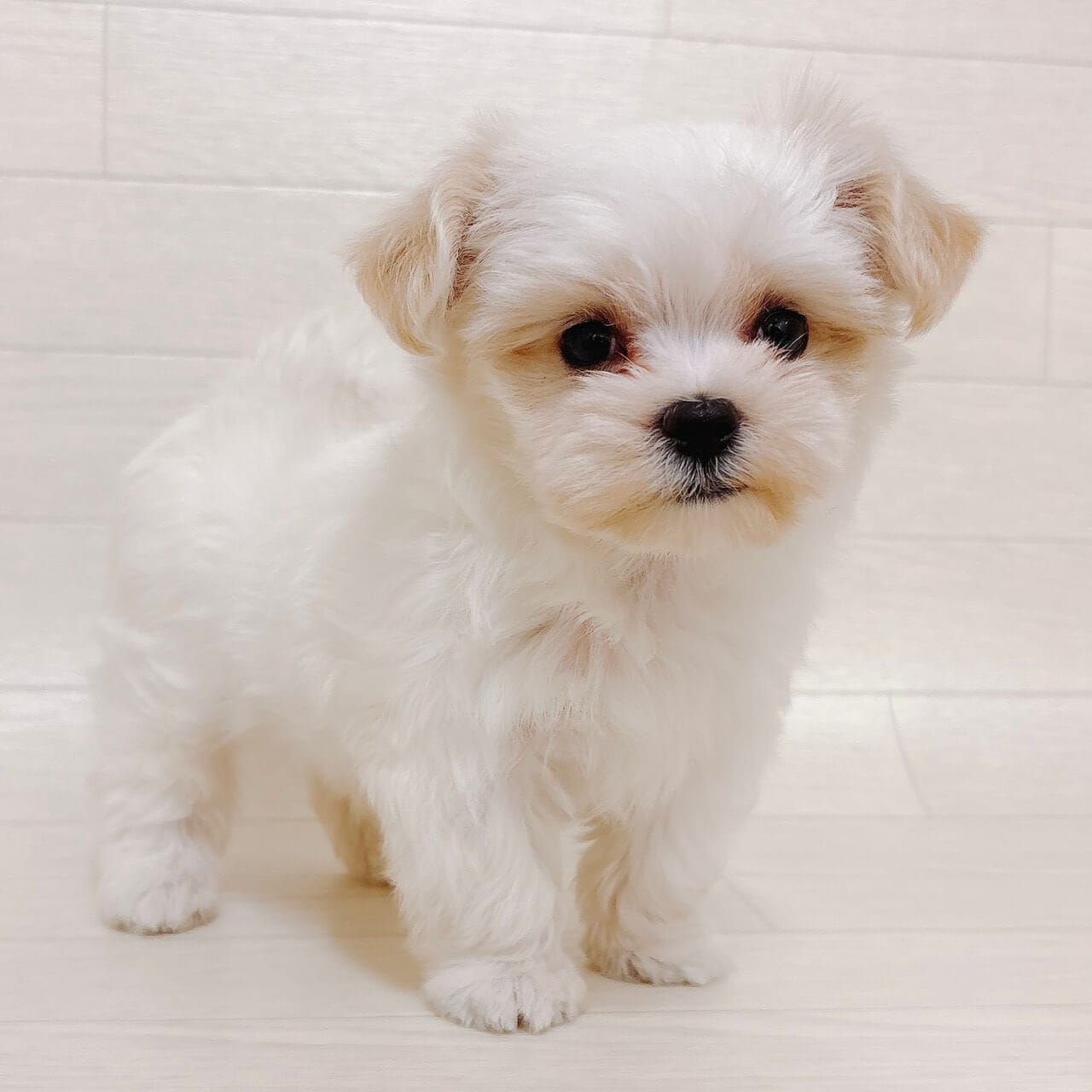 東京都のマルプー(マルチーズ×プードル) (ペットプラザ 江東深川店/2025年9月28日生まれ/男の子/クリーム)の子犬