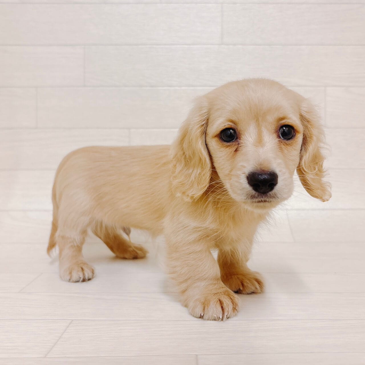 東京都のミニチュアダックスフンド(ロング) (ペットプラザ 江東深川店/2025年9月27日生まれ/男の子/イエロー)の子犬