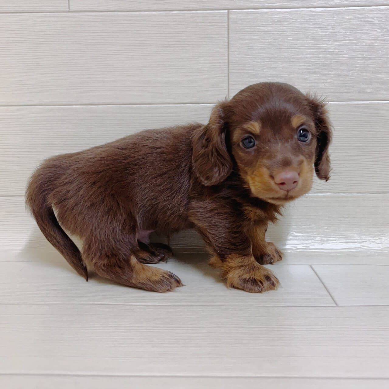 東京都のミニチュアダックスフンド(ロング) (ペットプラザ 王子堀船店/2025年9月28日生まれ/男の子/チョコレートタン)の子犬