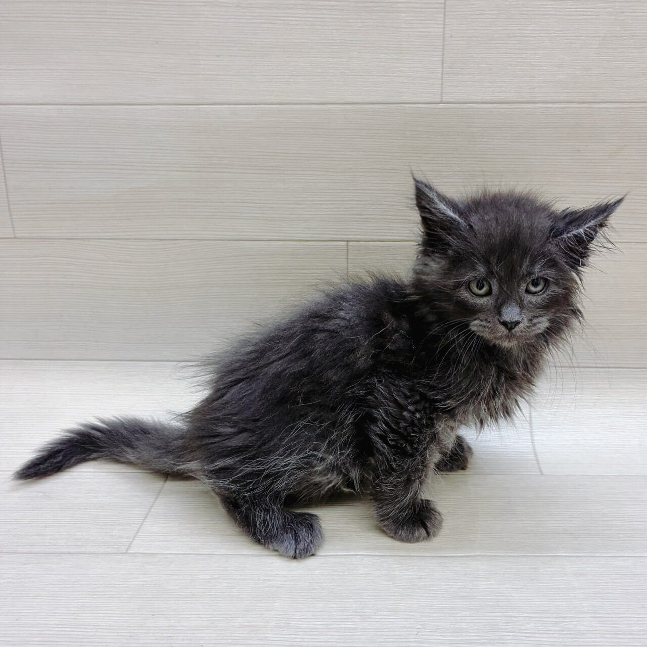 千葉県のメインクーン (ハッピーベル テラスモール松戸店/2025年9月29日生まれ/男の子/ブルースモーク)の子猫