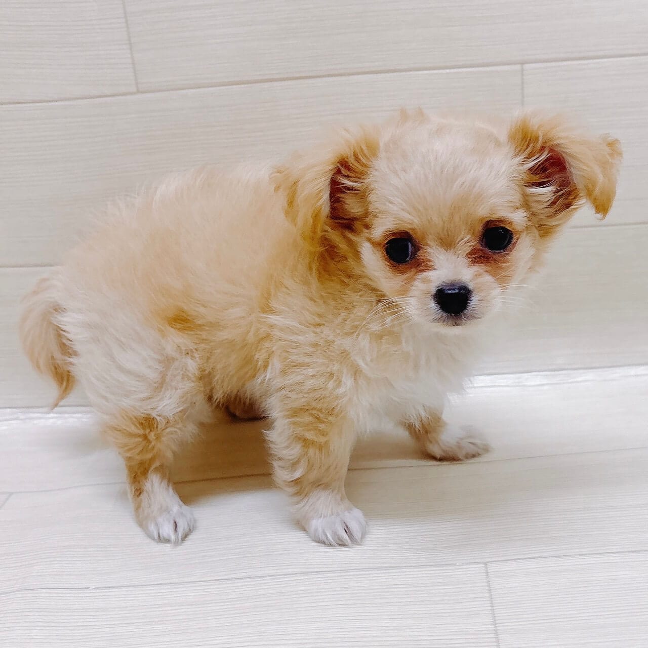 神奈川県のチワマル/マルチワ(チワワ×マルチーズ) (ハッピーベル ペットプラザ港北インター店/2025年9月28日生まれ/女の子/アプリコット)の子犬