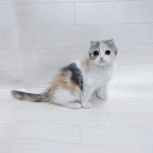 神奈川県のスコティッシュフォールド (ペットプラザ 川崎小向店/2025年9月13日生まれ/女の子/ダイリュートキャリコ)の子猫