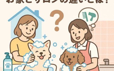 ペットのシャンプー選び！お家とサロンの違いとは？