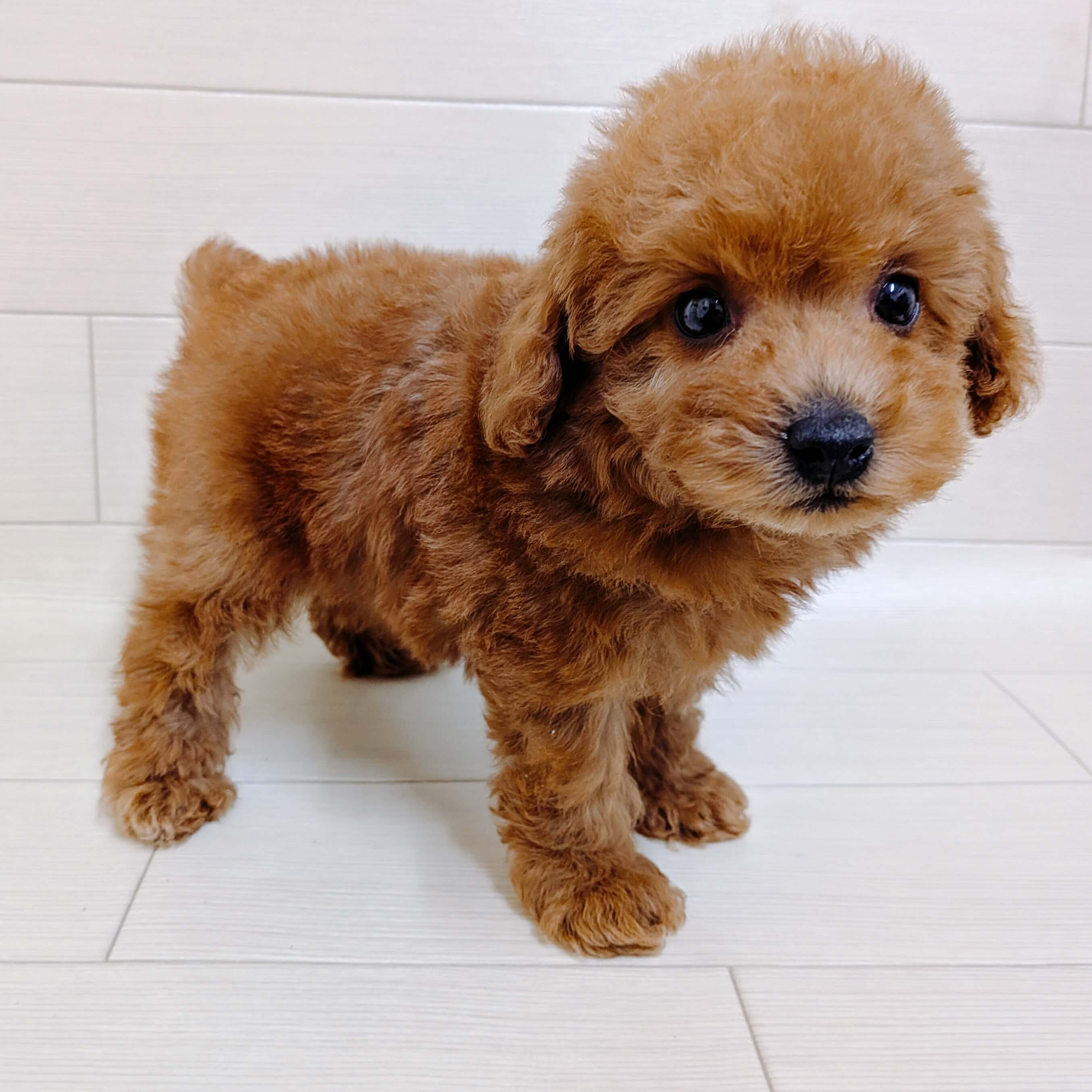 東京都のトイプードル(トイ) (ペットプラザ 王子堀船店/2025年10月4日生まれ/男の子/レッド)の子犬