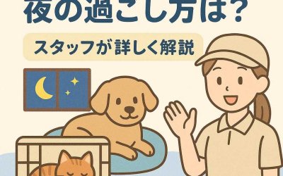 ペットホテルでの夜の過ごし方は？スタッフが詳しく解説