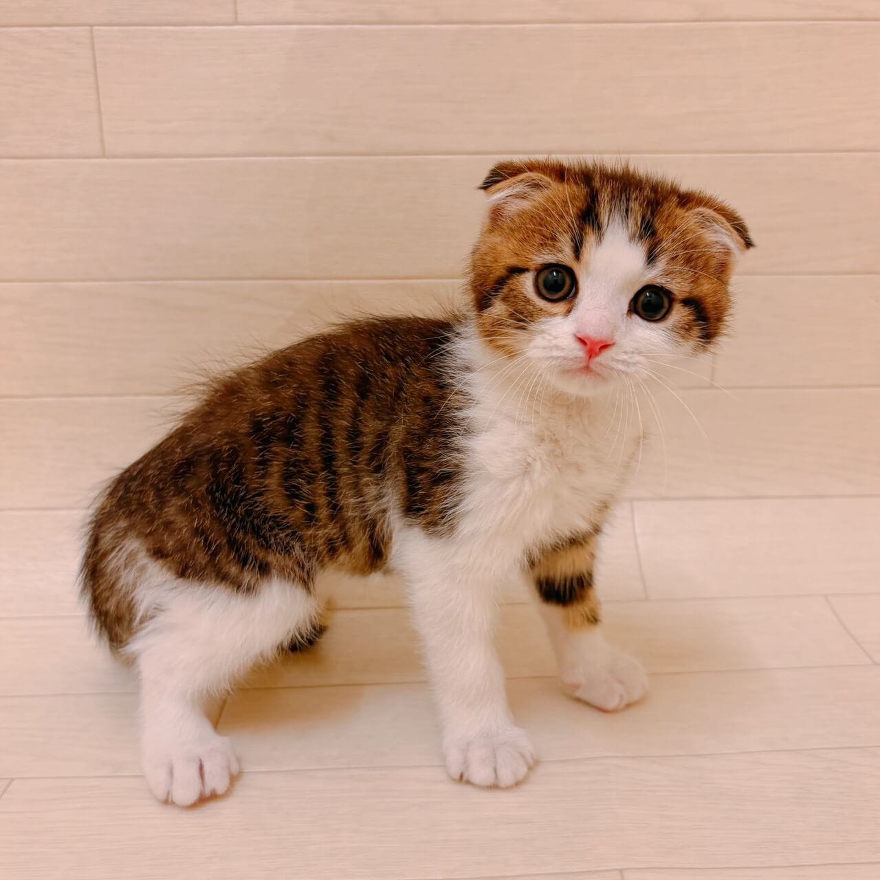 千葉県のスコティッシュフォールド (ハッピーベル ペットプラザ京葉船橋インター店/2025年10月2日生まれ/男の子/ブラウンタビーホワイト)の子猫