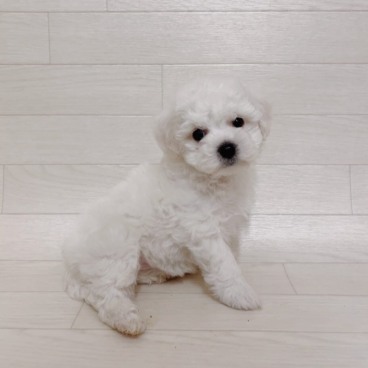 東京都のビションフリーゼ (ペットプラザ 江東深川店/2025年10月6日生まれ/女の子/ホワイト)の子犬