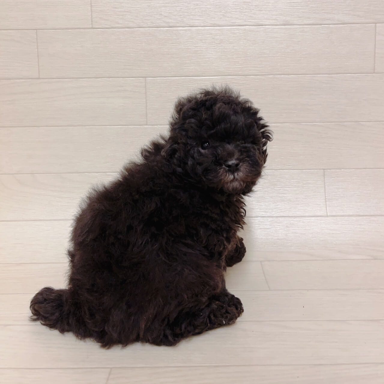 東京都のトイプードル(トイ) (ペットプラザ 江東深川店/2025年10月7日生まれ/男の子/シルバー)の子犬