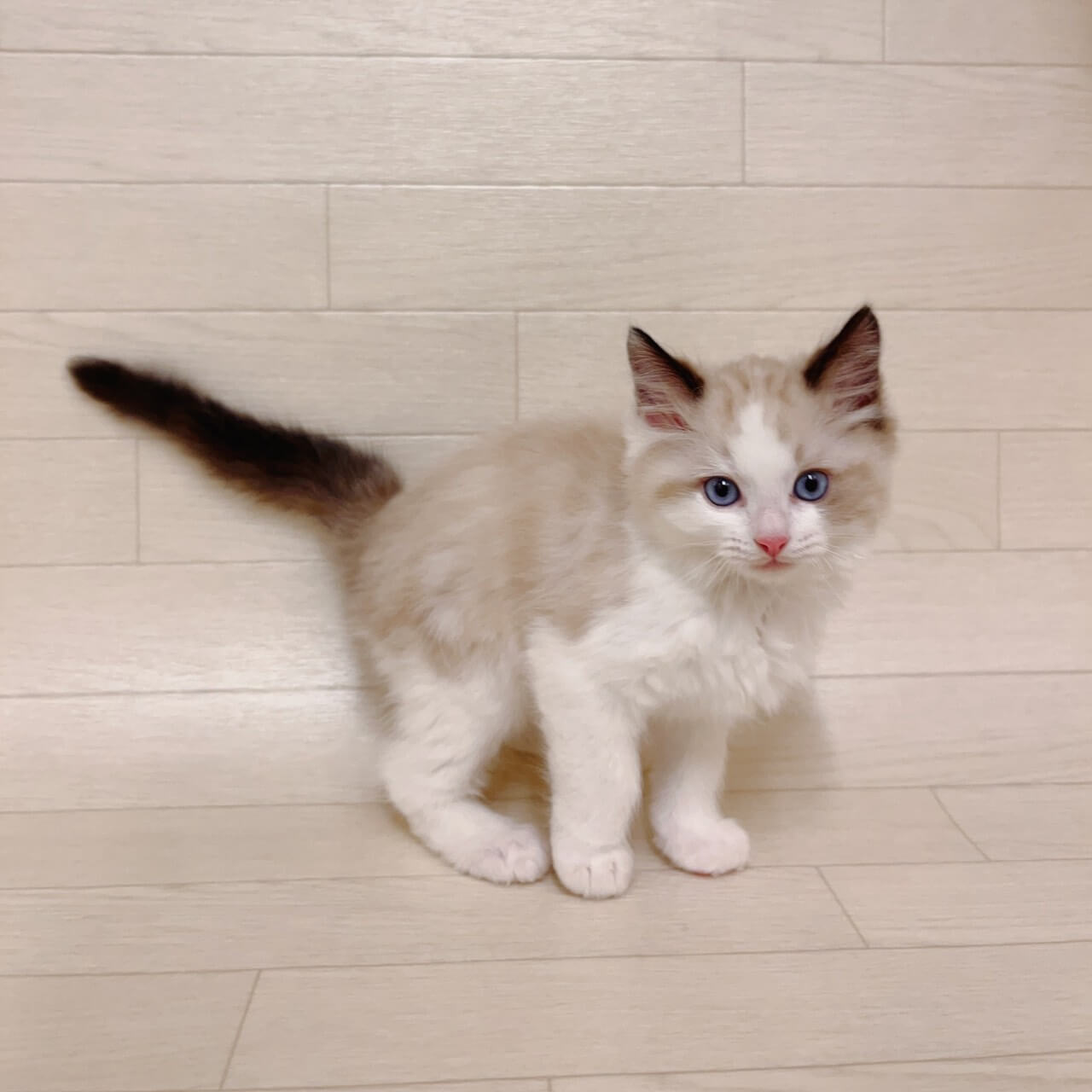 千葉県のラグドール (Pet’s One 東金店/2025年10月8日生まれ/男の子/シールポイン)の子猫