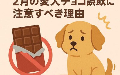 バレンタイン目前！2月の愛犬チョコ誤飲に注意すべき理由