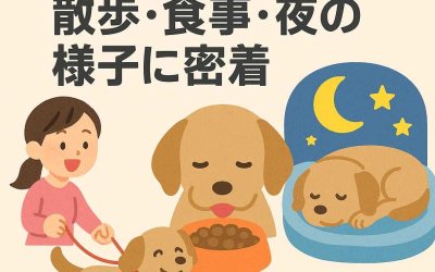 ペットホテルの散歩・食事・夜の様子に密着