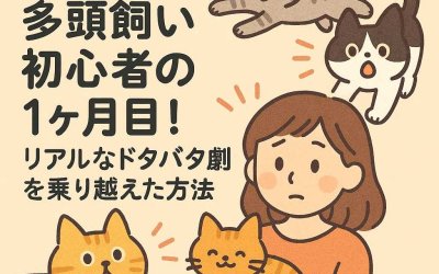 【体験記】多頭飼い初心者の1ヶ月目！リアルなドタバタ劇を乗り越えた方法