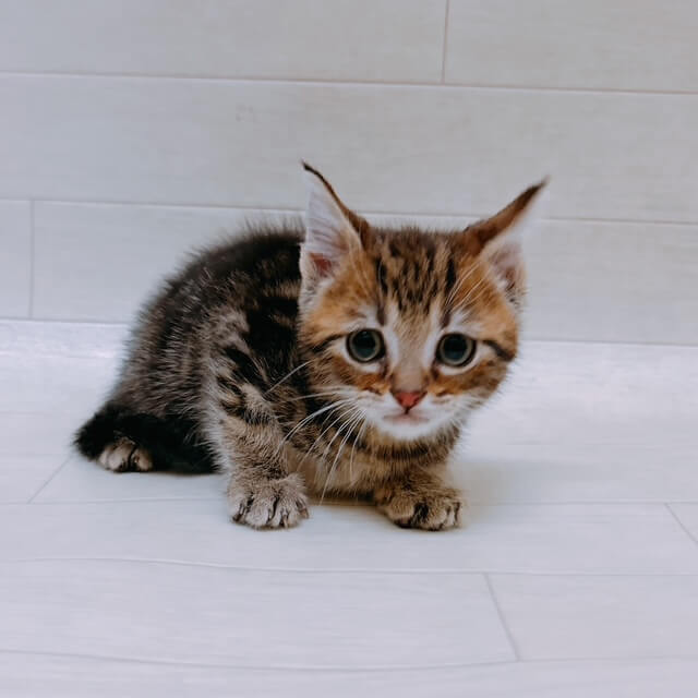 千葉県のアメリカンショートヘアー (ハッピーベル 野田店/2025年10月30日生まれ/男の子/ブラウンタビー)の子猫