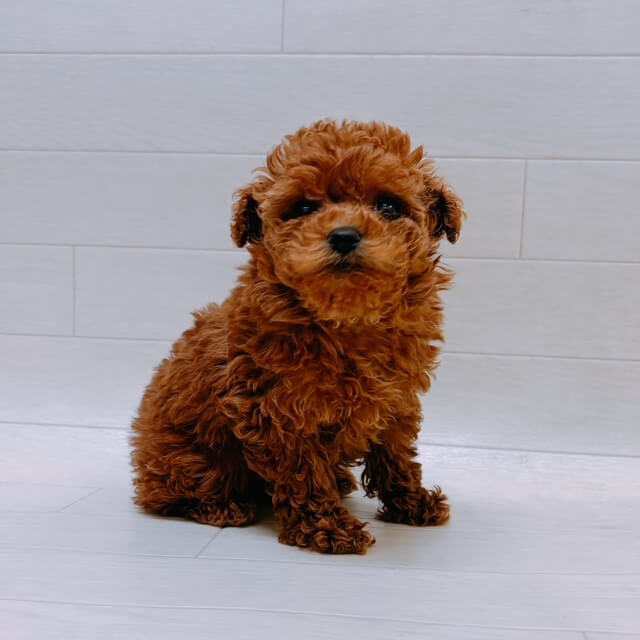 埼玉県のトイプードル(トイ) (ペットプラザ 吉川栄町店/2025年11月10日生まれ/男の子/レッド)の子犬