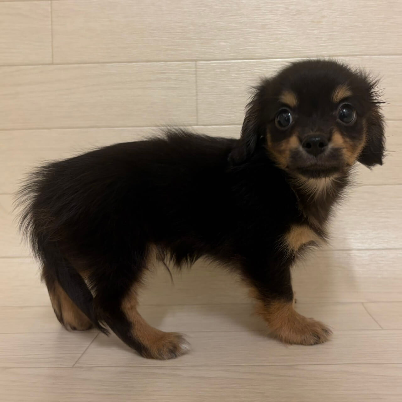 東京都のチワックス(チワワ×ダックス) (ペットプラザ 江東深川店/2025年11月17日生まれ/男の子/ブラックタン)の子犬