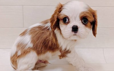 キャバリアキングチャールズスパニエル
