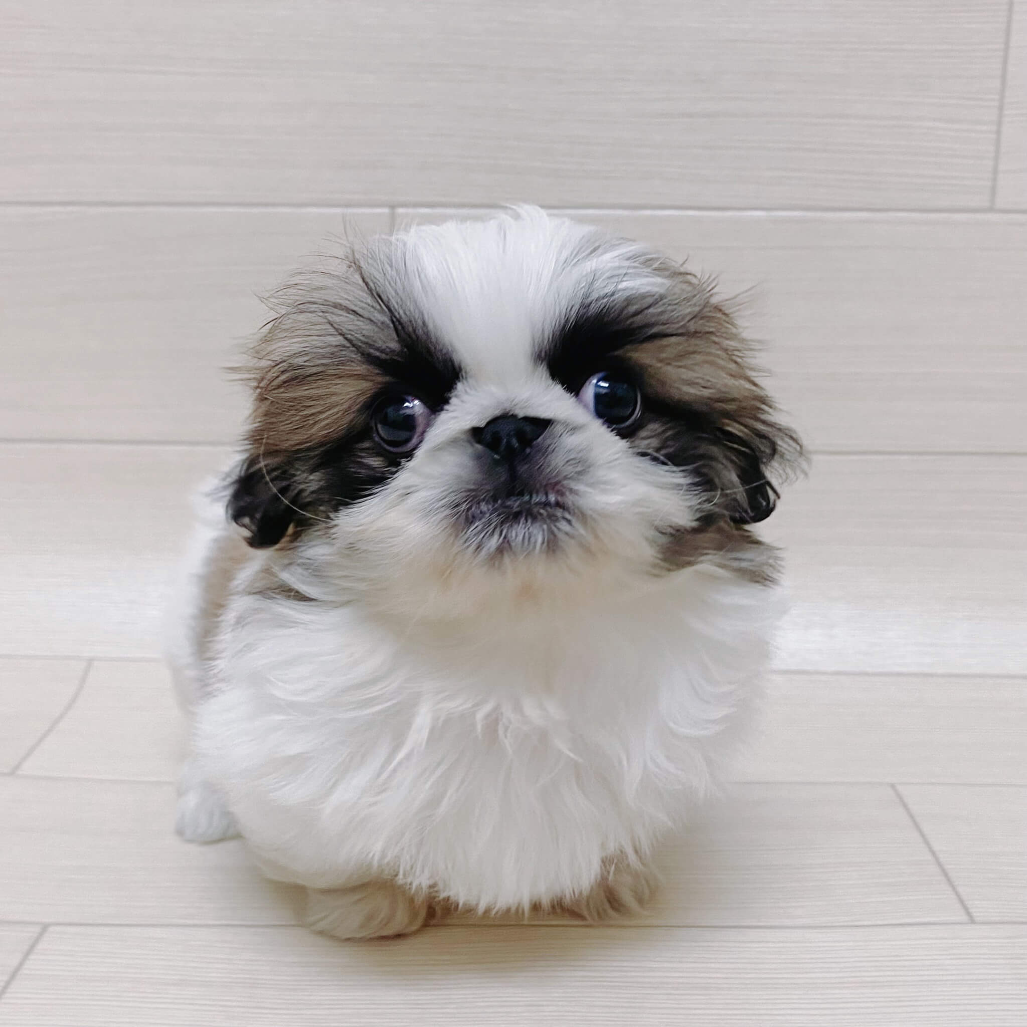 埼玉県のペキニーズ (ハッピーベル 草加舎人店/2025年11月13日生まれ/男の子/パーティーカラー)の子犬