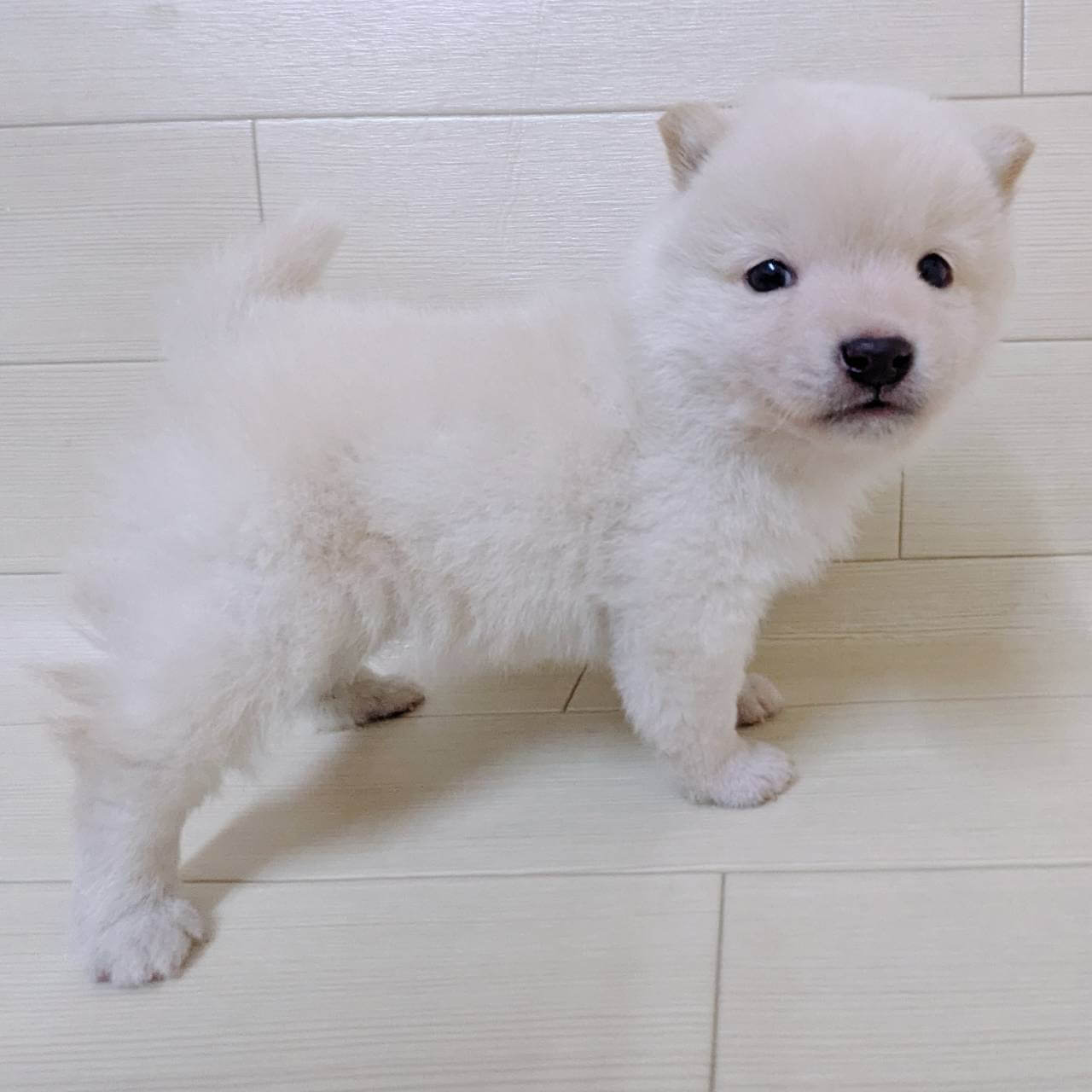 東京都の豆柴 (ペットプラザ 王子堀船店/2025年11月18日生まれ/男の子/白)の子犬