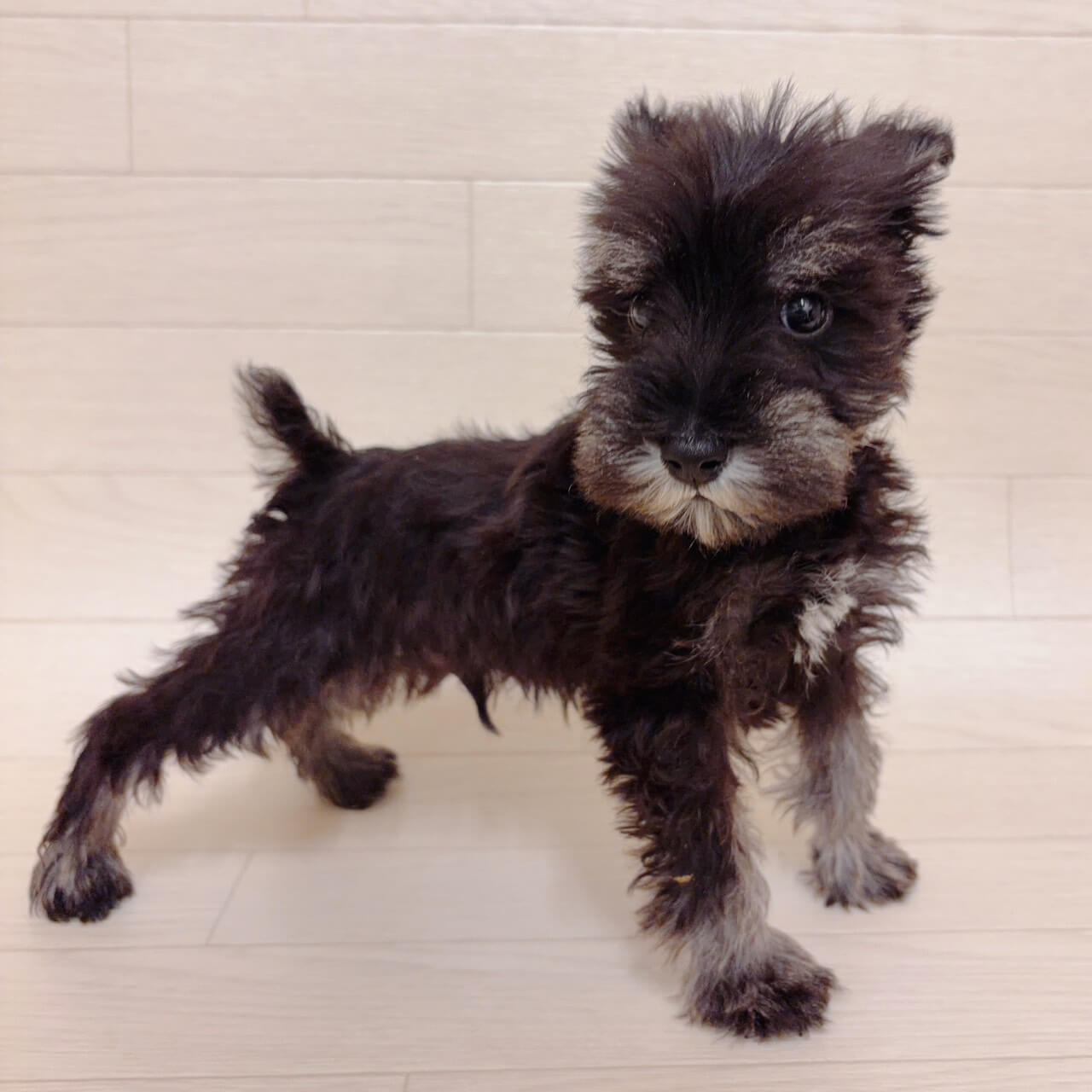 東京都のミニチュアシュナウザー (ペットプラザ 江東深川店/2025年11月24日生まれ/男の子/ブラックシルバー)の子犬