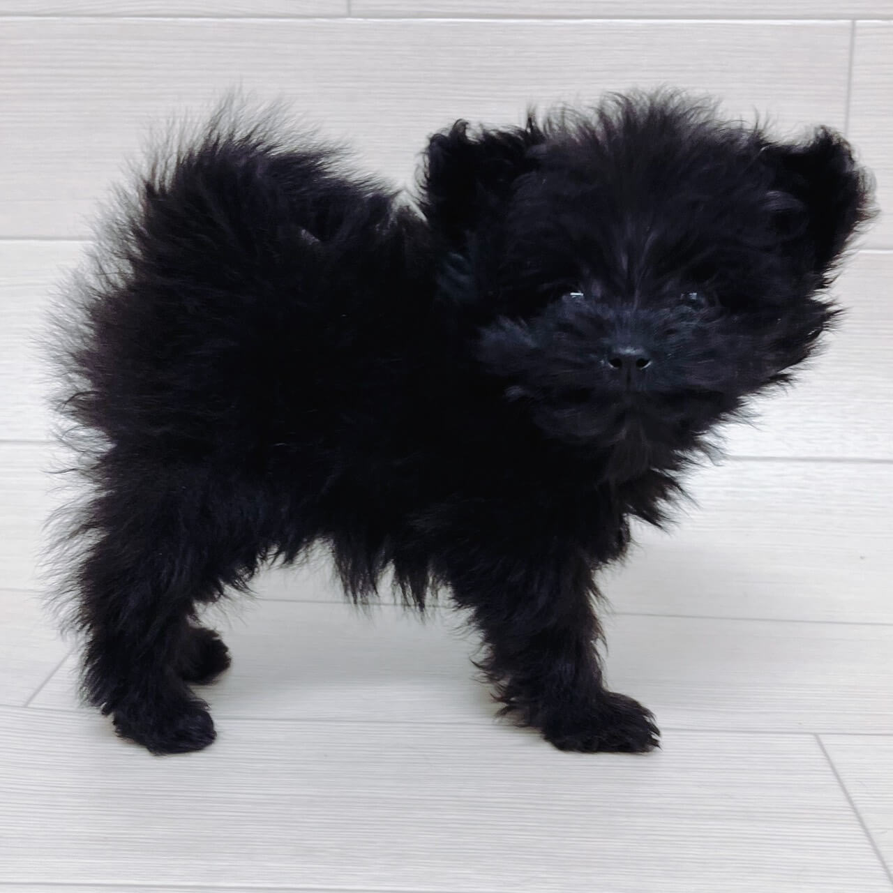 埼玉県のポメプー(ポメラニアン×プードル) (ハッピーベル 草加舎人店/2025年11月11日生まれ/女の子/ブラック)の子犬