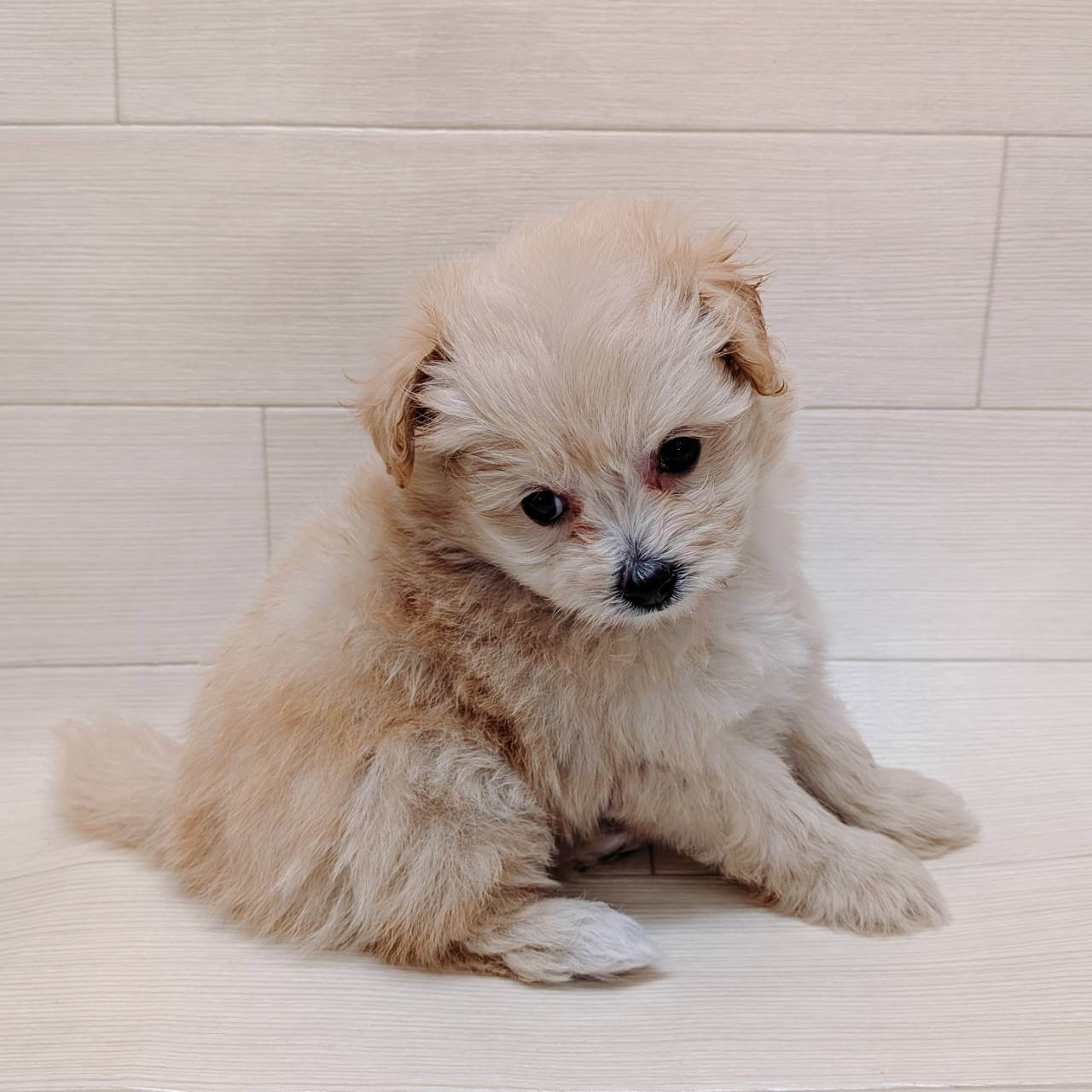 千葉県のポメプー(ポメラニアン×プードル) (ペッツワン 館山店/2025年11月20日生まれ/男の子/クリーム)の子犬