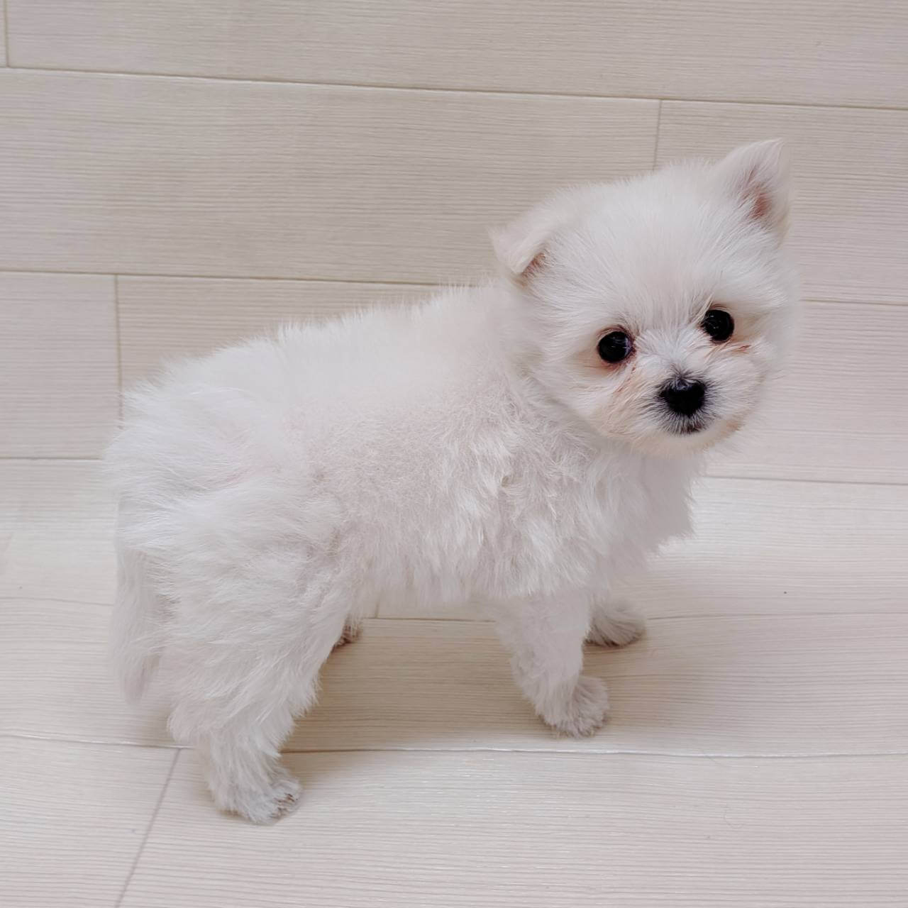 千葉県のポメマル/マルポメ(ポメラニアン×マルチーズ) (ペッツワン 館山店/2025年11月23日生まれ/女の子/クリーム)の子犬