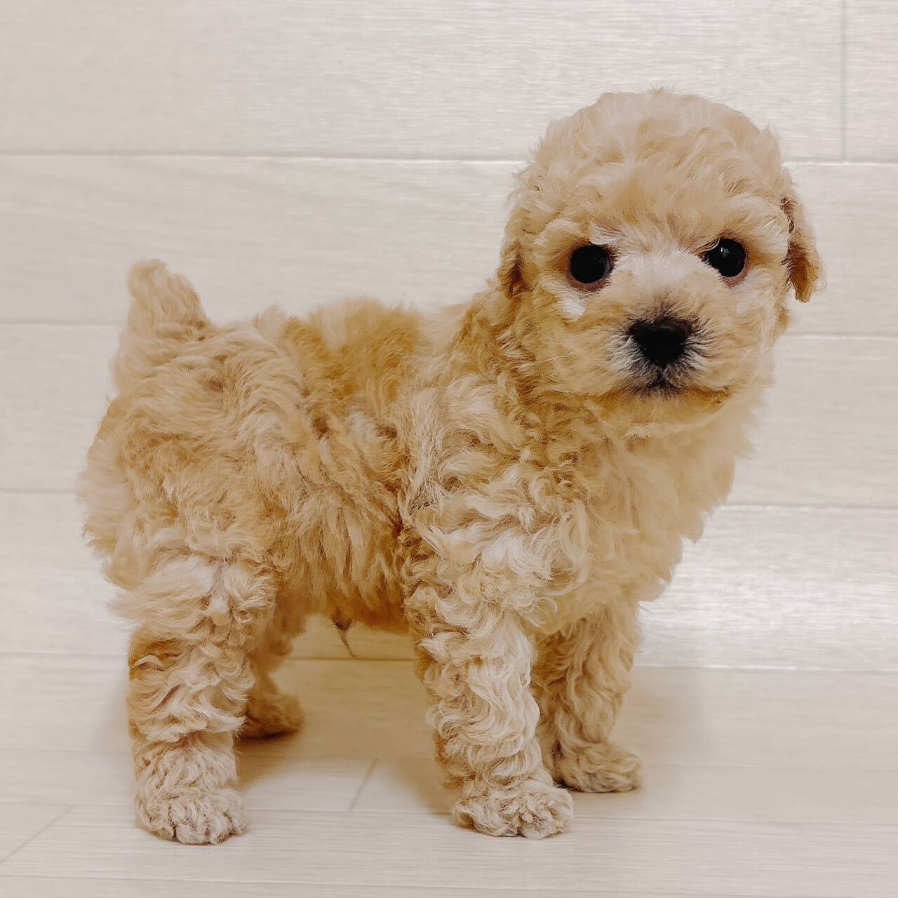 東京都のトイプードル(トイ) (ペットプラザ 江東深川店/2025年11月26日生まれ/男の子/クリーム)の子犬