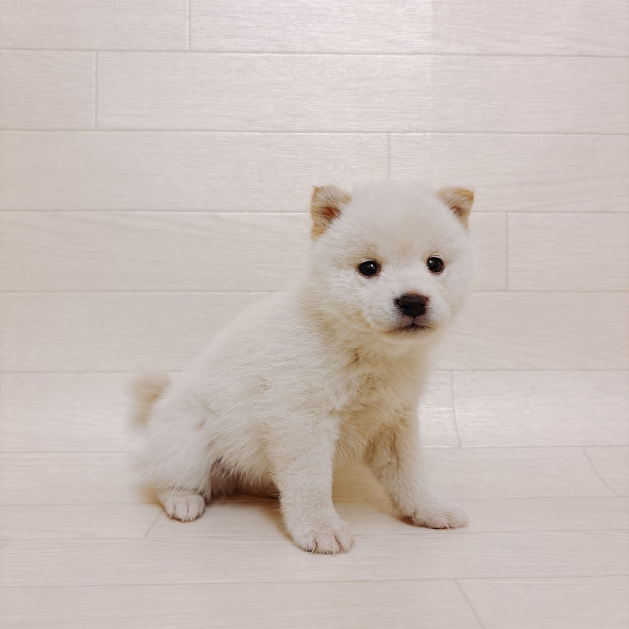 東京都の豆柴 (ペットプラザ 江東深川店/2025年12月1日生まれ/男の子/白)の子犬