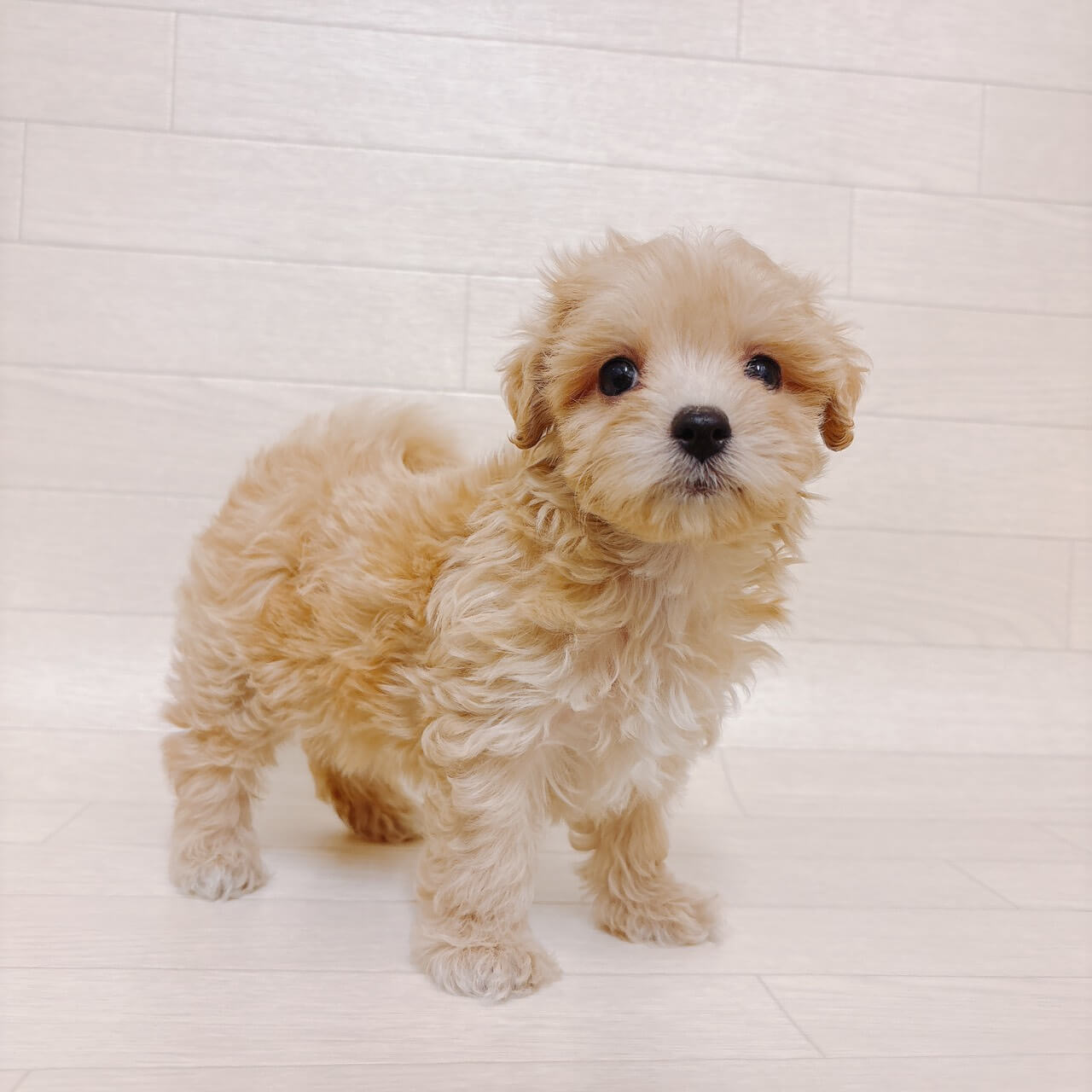 東京都のマルプー(マルチーズ×プードル) (ペットプラザ 江東深川店/2025年11月28日生まれ/女の子/アプリコット)の子犬