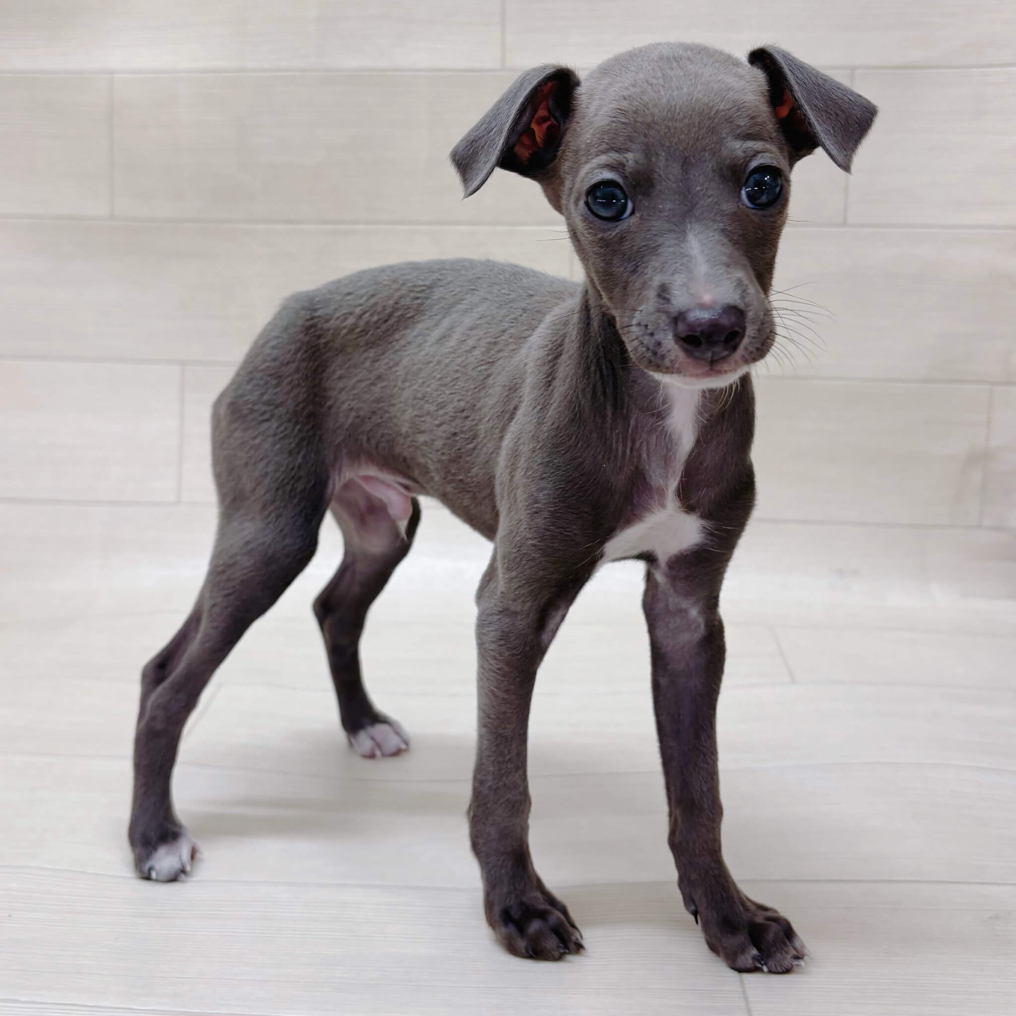 千葉県のイタリアングレーハウンド (ハッピーベル テラスモール松戸店/2025年12月1日生まれ/男の子/ブルーホワイト)の子犬