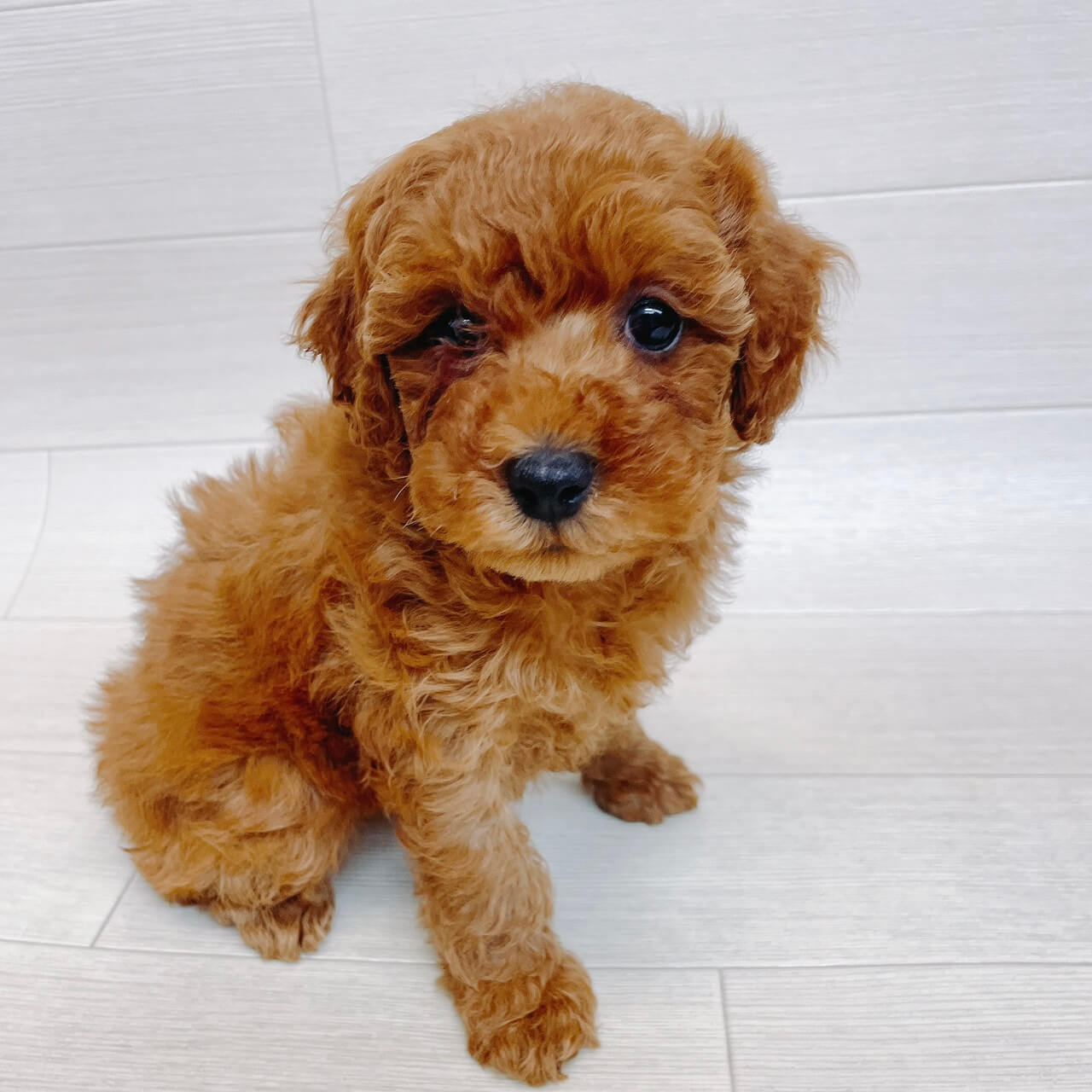 千葉県のトイプードル(トイ) (Pet’s One 東金店/2025年12月1日生まれ/男の子/レッド)の子犬