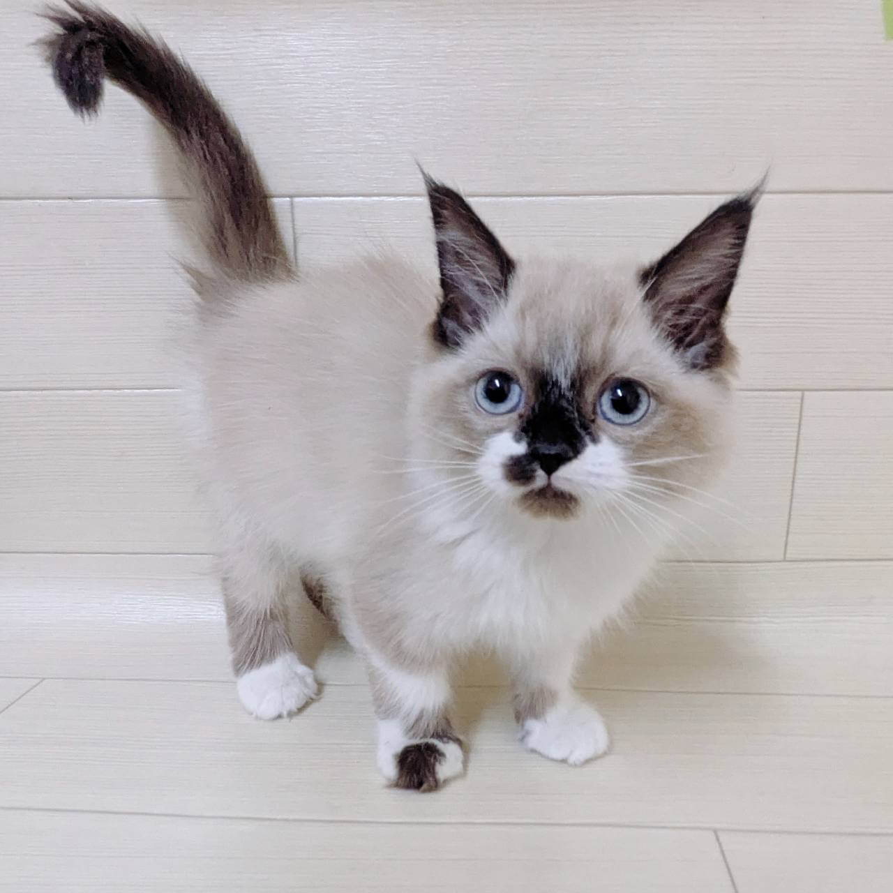 東京都のラグドール (ペットプラザ 王子堀船店/2025年12月2日生まれ/女の子/シールポイントバイカラー)の子猫