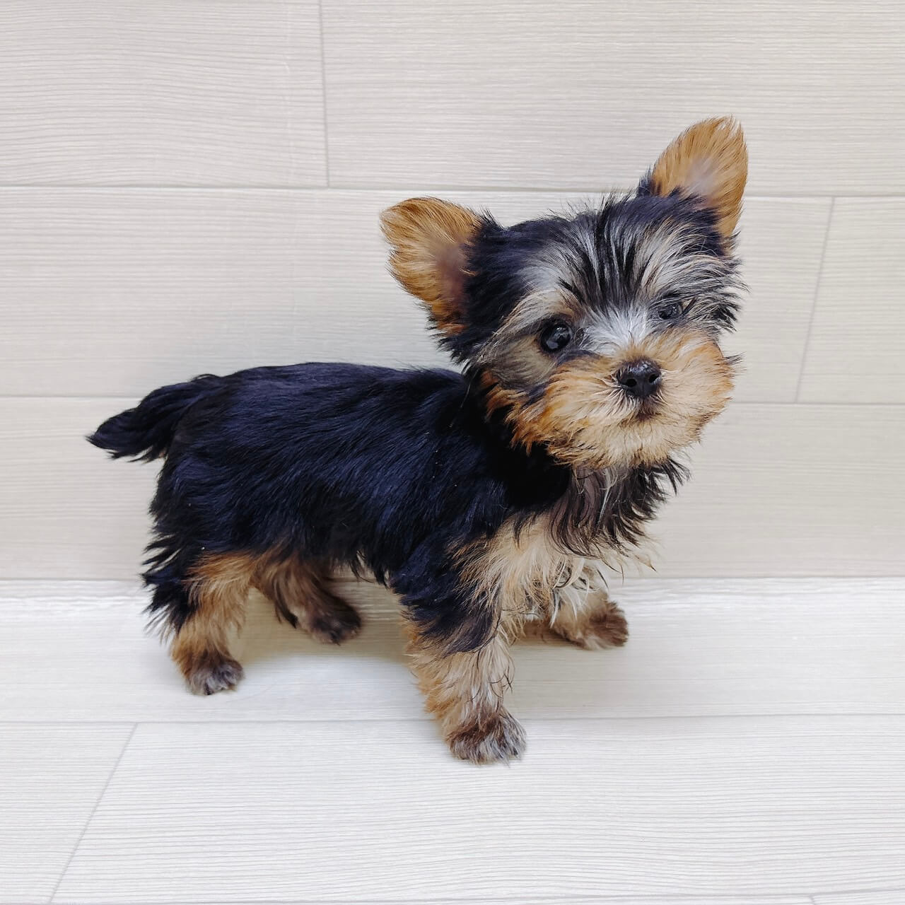 神奈川県のヨークシャーテリア (ハッピーベル ペットプラザ港北インター店/2025年12月1日生まれ/女の子/スチールブルータン)の子犬