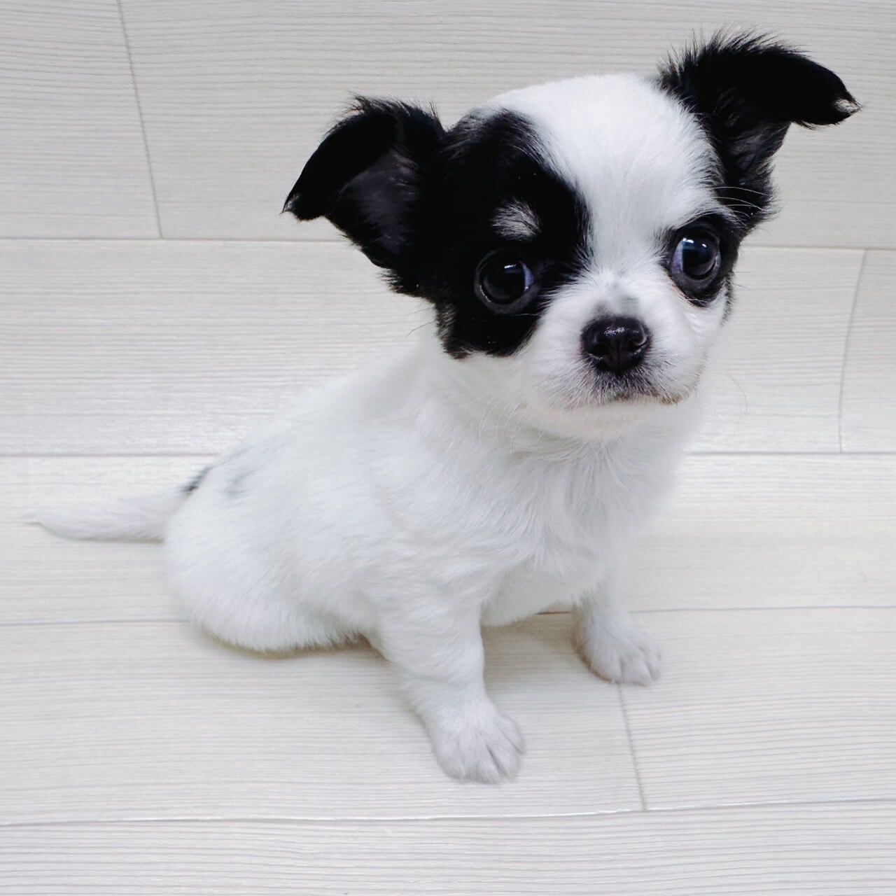 埼玉県のチワワ(ロング) (ペットアイランド 三郷中央店/2025年12月1日生まれ/女の子/ホワイトブラックタン)の子犬