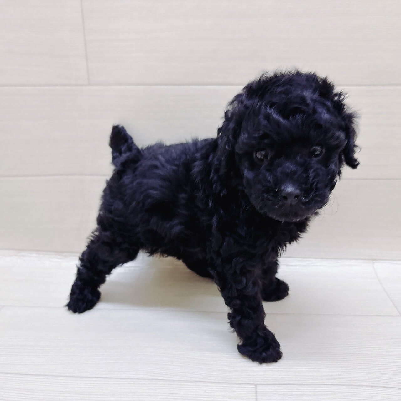 神奈川県のトイプードル(トイ) (ハッピーベル ペットプラザ港北インター店/2025年11月26日生まれ/男の子/ブラック)の子犬