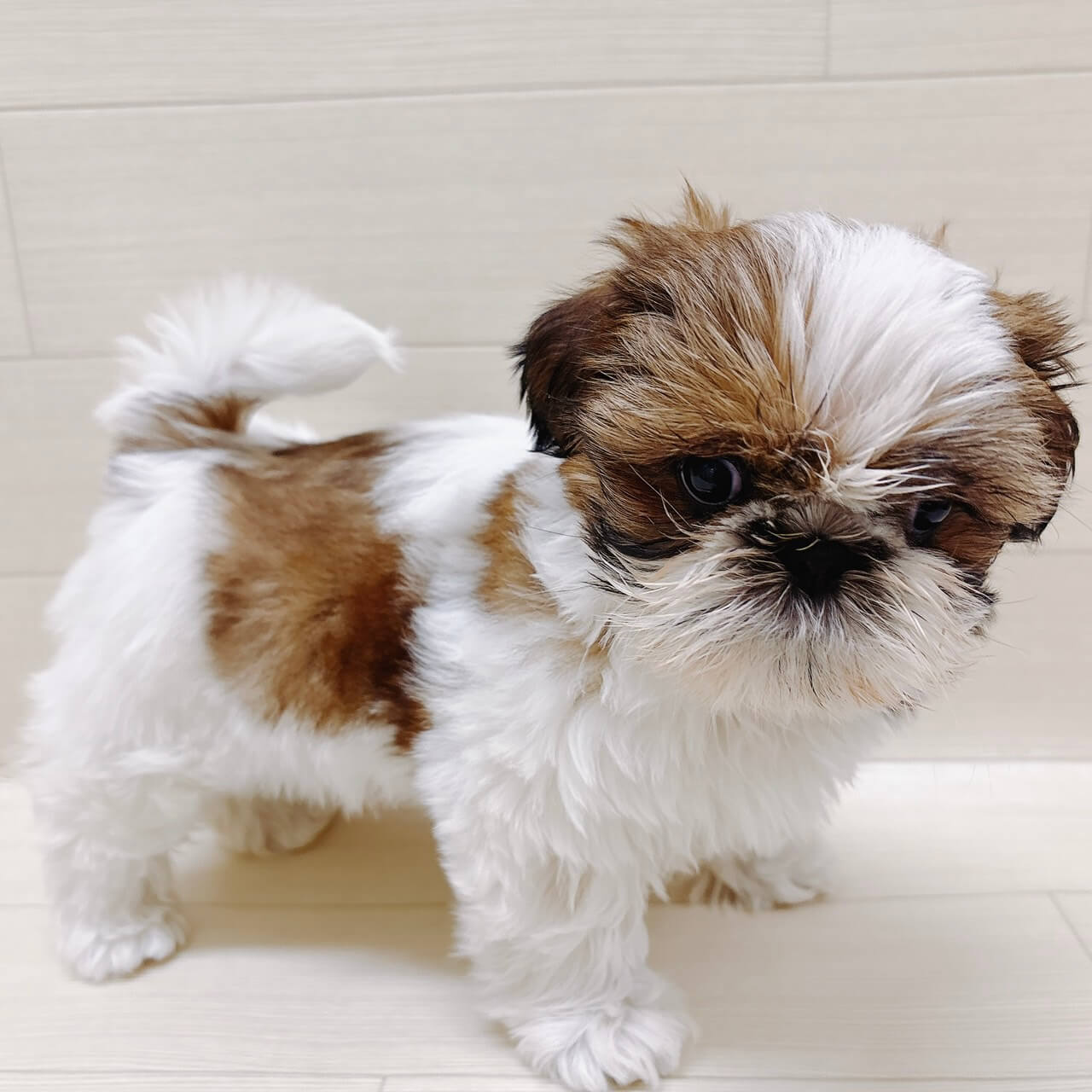 神奈川県のシーズー (ハッピーベル ペットプラザ港北インター店/2025年11月26日生まれ/女の子/ゴールドホワイト)の子犬