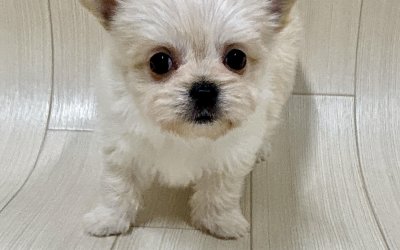 ハーフ（チワワ×マルチーズ）