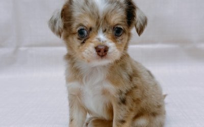 ハーフ犬(チワワ×ミニチュアダックスフンド)