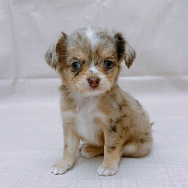 ハーフ犬(チワワ×ミニチュアダックスフンド)