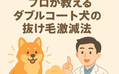 換毛期対策！プロが教えるダブルコート犬の抜け毛激減法