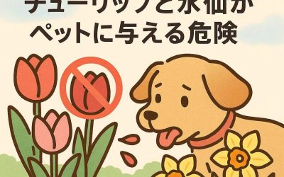 春の散歩で注意！チューリップと水仙がペットに与える危険
