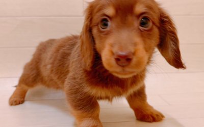 ミニチュアダックスフンド