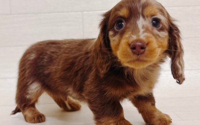 ミニチュアダックスフンド