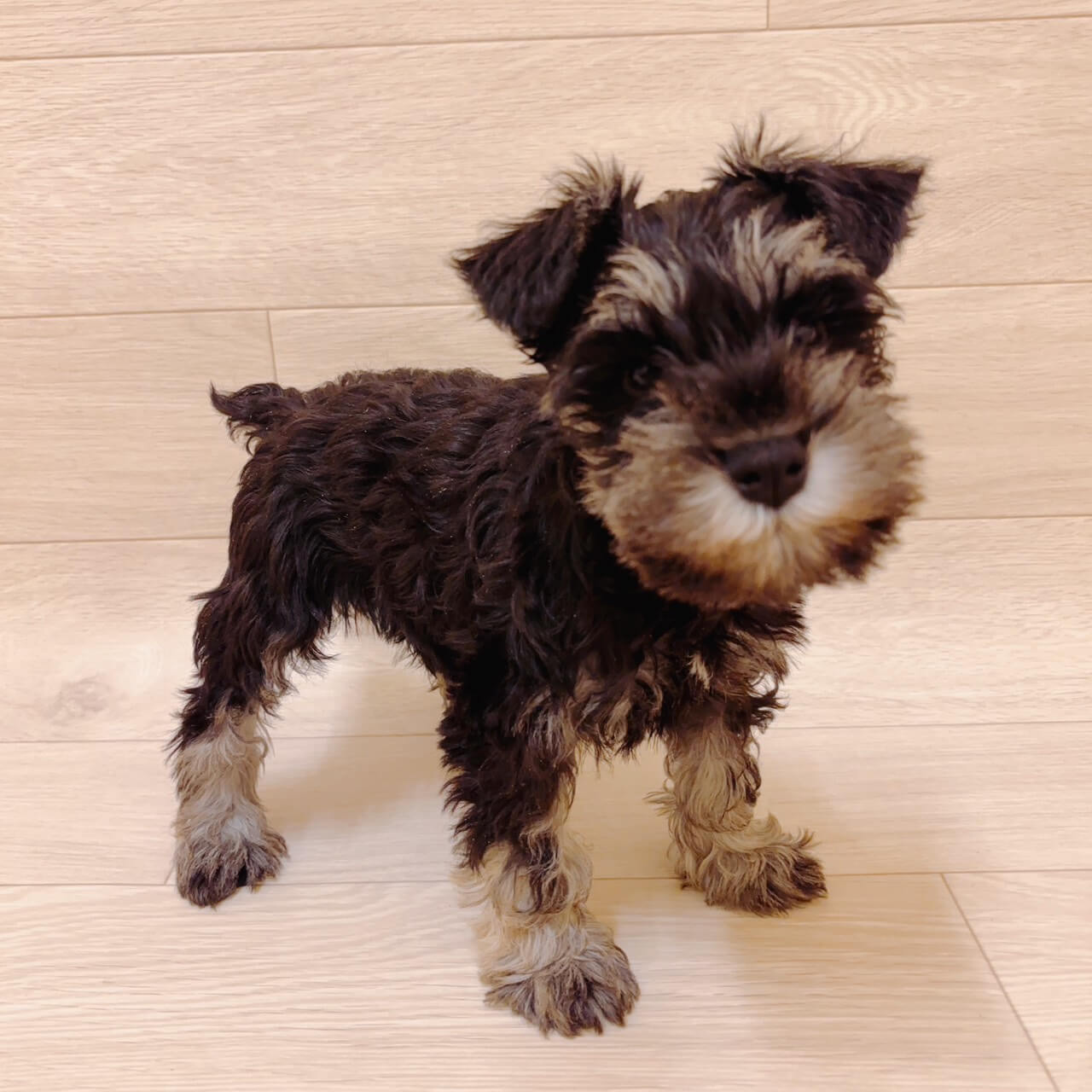 千葉県のミニチュアシュナウザー (ハッピーベル ペットプラザ京葉船橋インター店/2025年12月10日生まれ/男の子/ブラックシルバー)の子犬