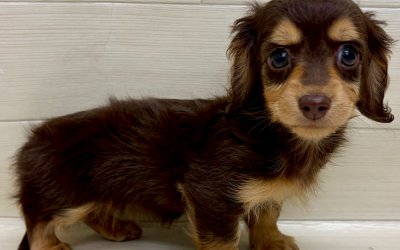 ミニチュアダックスフンド