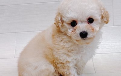 ハーフ犬（トイプードル×マルチーズ）