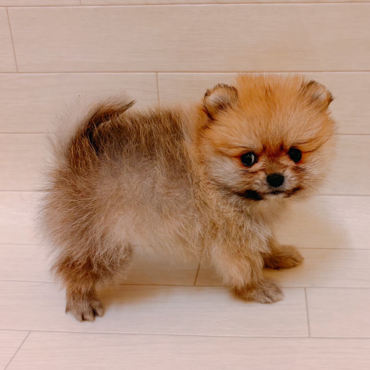 千葉県のポメラニアン (ハッピーベル ペットプラザ京葉船橋インター店/2025年12月30日生まれ/男の子/オレンジ)の子犬